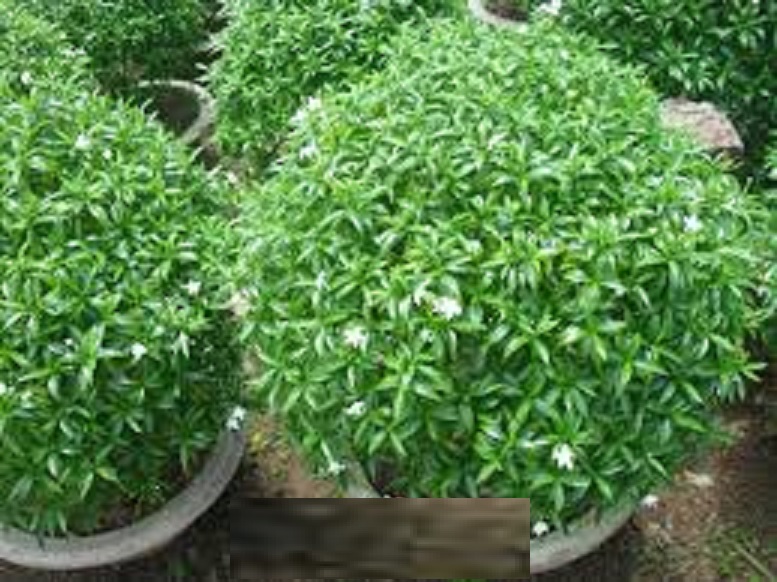 CHẬU CÂY MAI VẠN PHÚC - CÂY LỚN, GỬI ĐI NGUYÊN CHẬU + Tặng 02 cây nhót ngọt