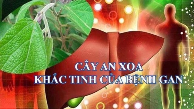 Cây An Xoa 1kg Chữa Bệnh Gan - Dược Liệu Quý