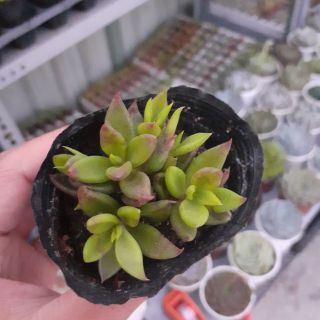 Sen đá nhật - sen đá