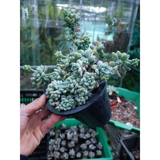 Chậu hoa đã qua sử dụng 2 chiếc.