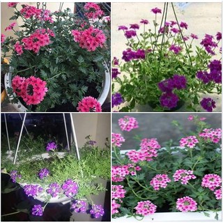 100 Hạt Cúc Indo mix màu tỷ lệ nảy 90%