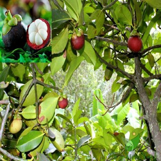 Cây giống mang cụt đầu dòng