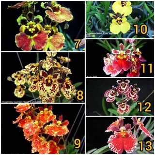 Vũ nữ bút chì giống chọn được màu
