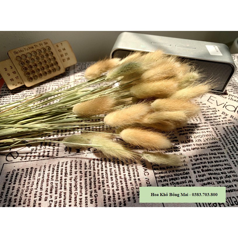 Hoa khô CỎ ĐUÔI THỎ Lagurus Bunny Tails màu tự nhiên decor phong cách vintage