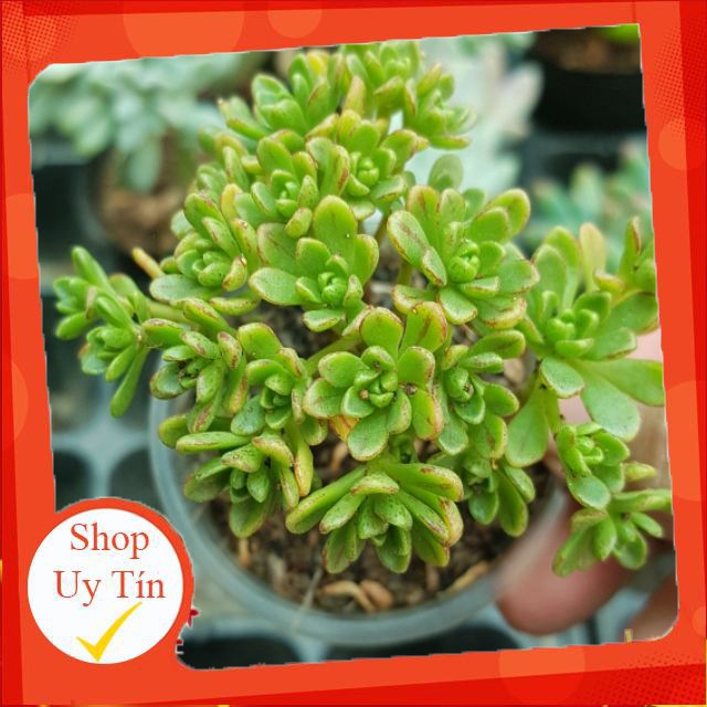 sen đá 3 màu nâu |FREESHIP|  XỨ NÓNG, ĐÃ THUẦN KHÍ HẬU, KHOẺ ĐẸP  LỖI 1 ĐỔI 1