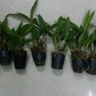 Combo 4 chậu yaya mini giống