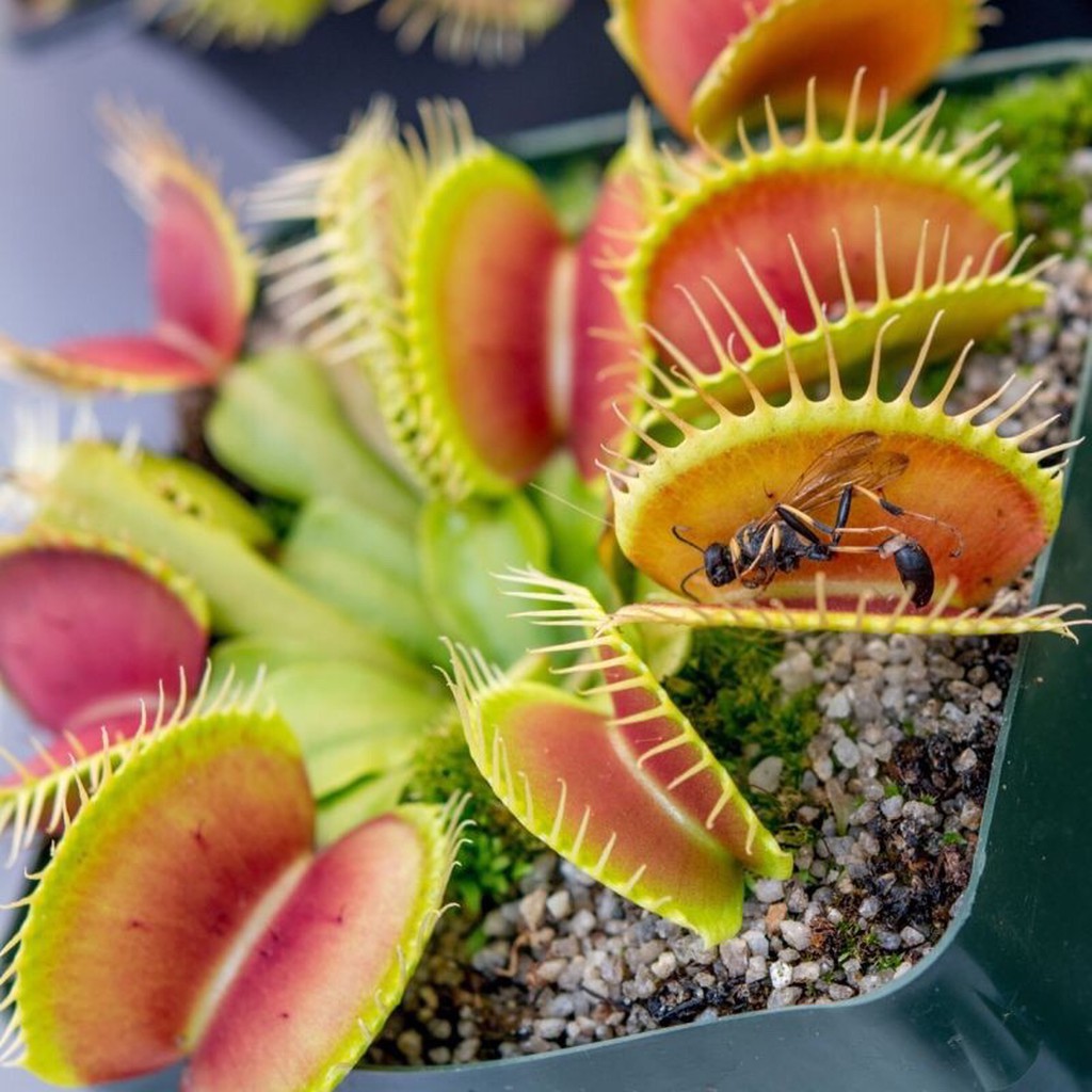 Cây bẫy kẹp , cây bắt mồi dòng Venus Flytrap