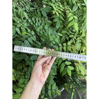 📏Thước lá thước thẳng 30cm( hàng chuẩn dày)