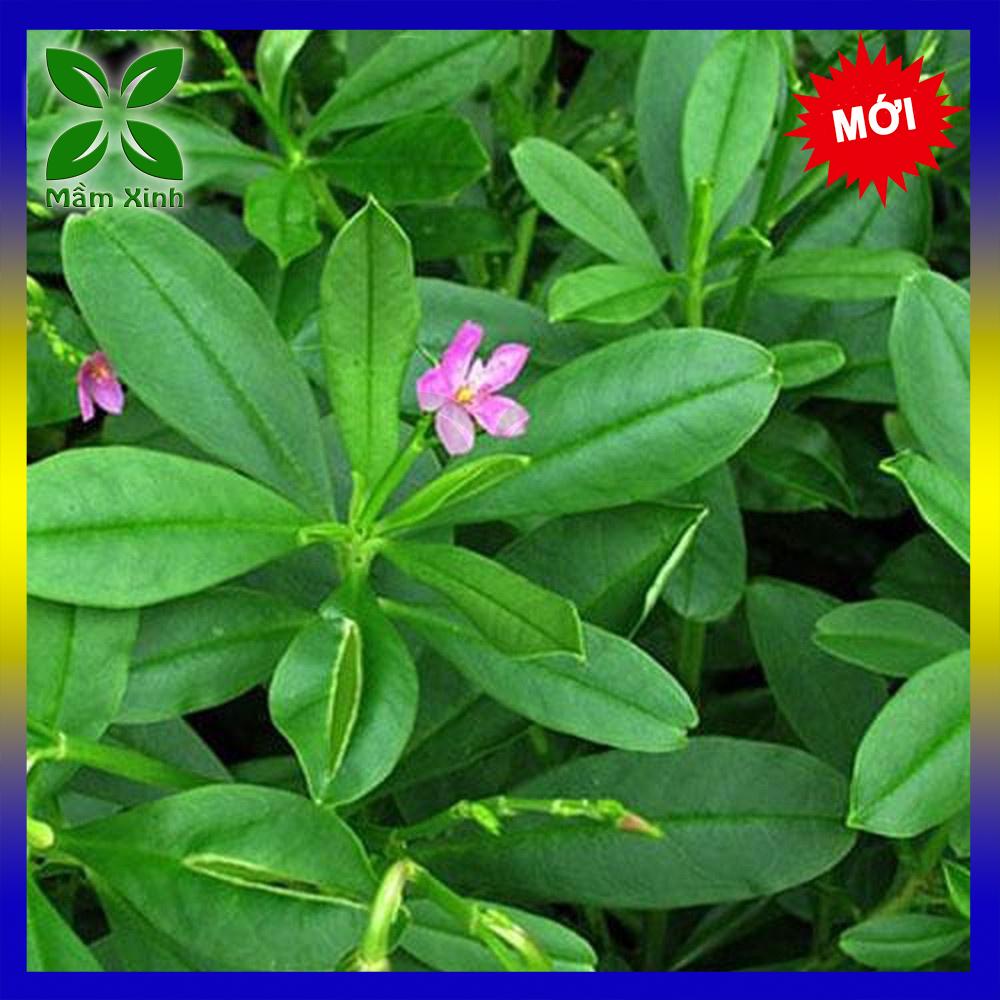CÂY SÂM ĐẤT (THỔ SÂM, ĐỊA SÂM)