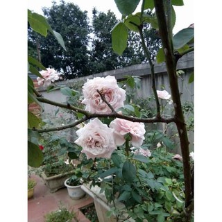 HỒNG CỔ CHẬU LỚN