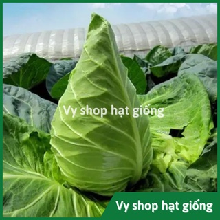 Hạt giống bắp cải trái tim gói 300 hạt