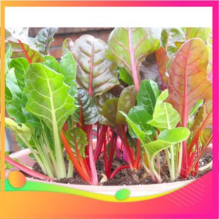 Hạt giống cải ngũ sắc -20 hạt vietgar