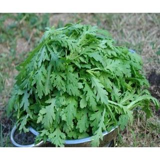 10Gram Hạt giống cải cúc tẻ (rau tần ô)