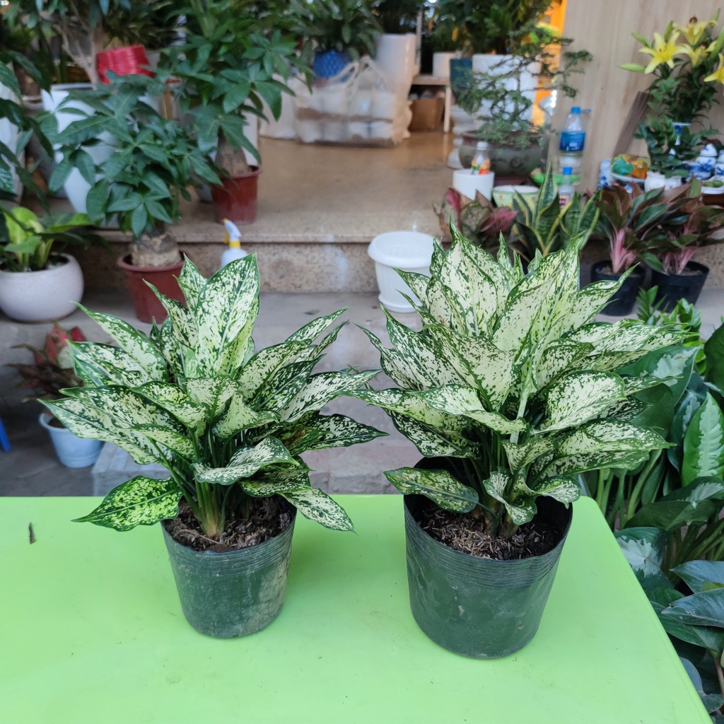 Cây ngọc ngân lá trắng xanh loại chậu bầu cao 30cm