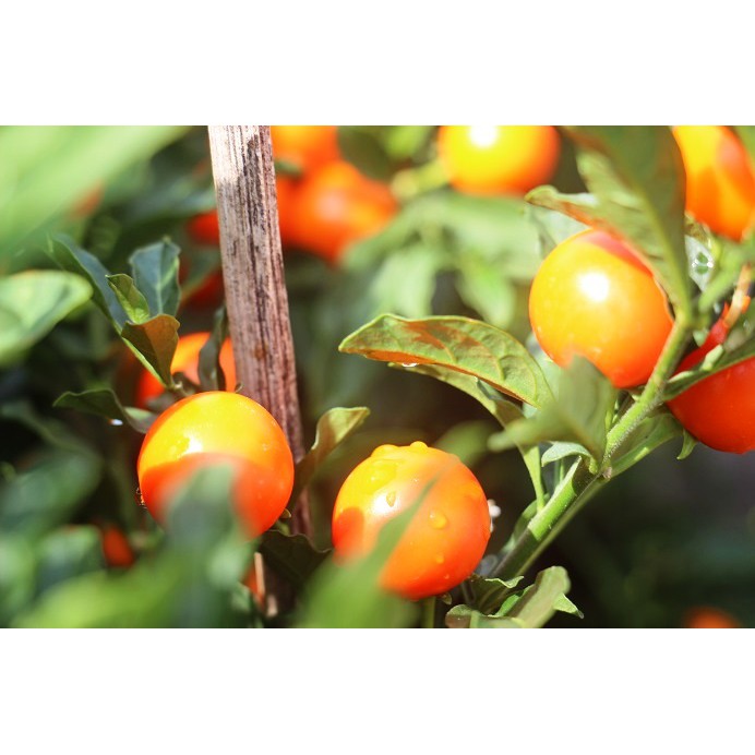 Hạt Giống Ớt Peru Aji Charapita Siêu Cay Mắc Nhất Thế Giới