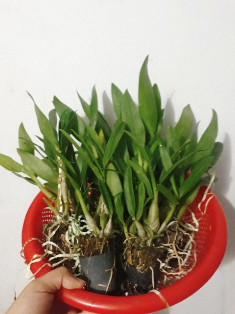 Hoa lan denro nắng bà liễu