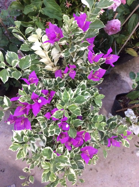 Cây hoa giấy Mỹ