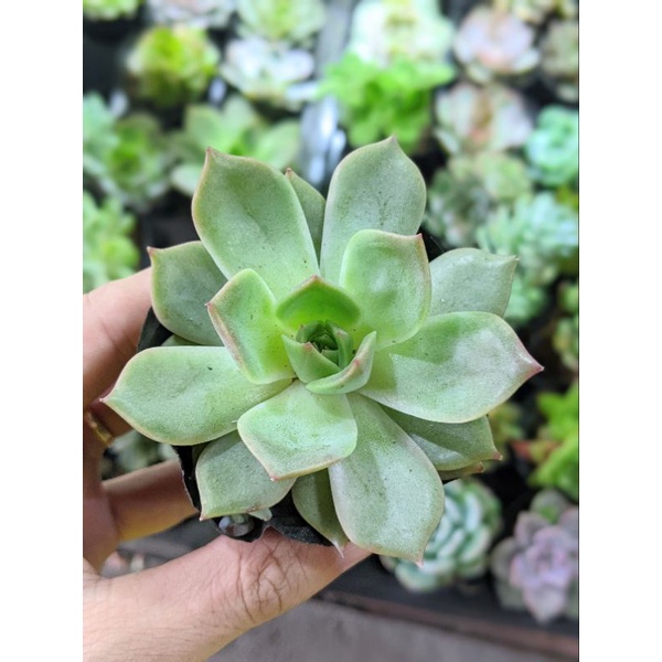 Sen đá đế vương size bầu - lỗi 1 đổi 1