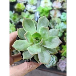 Sen đá đế vương size bầu - lỗi 1 đổi 1