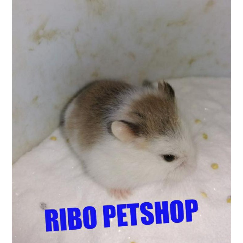(Nowship HCM) chuột hamster Robo Pied (Bò sữa)