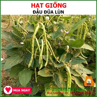 Hạt Giống Đậu Đũa Ngọt Lùn Chịu Nhiệt 20Gram