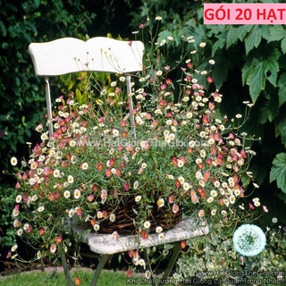 20h Hạt Giống Hoa Cúc Thạch Thảo Mexico Mix (C1.304| -KD: B34*V52)