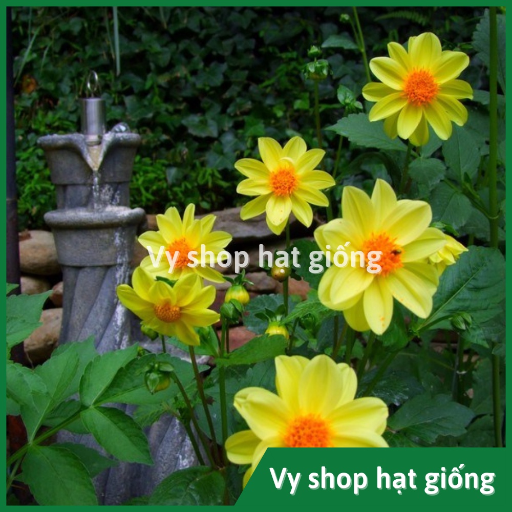 Hạt giống hoa thược dược lùn Thái Lan gói 30 hạt mix màu