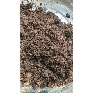 Peatmoss rêu mục than bùn ( NK Anh ) Peat Man