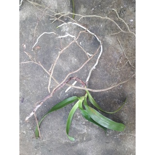 Phong lan Tam Bảo Sắc (hoa tháng 4 dễ trồng)