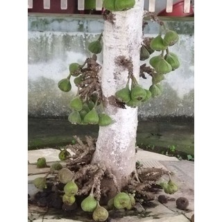 Cây vả mật giống quả to