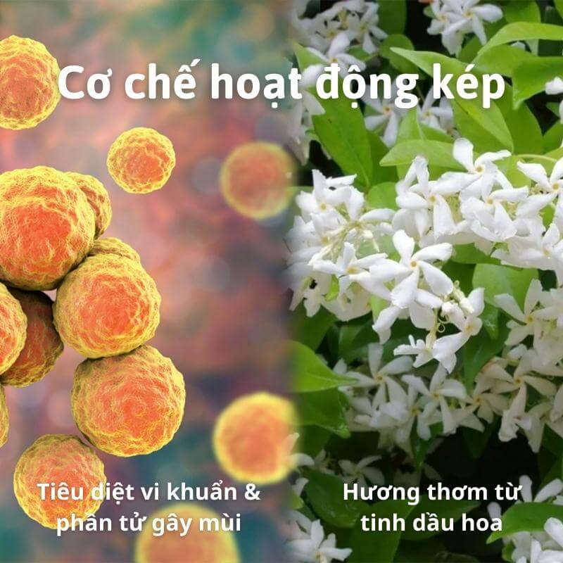 Nước hoa vải ylang ylang tinh dầu hoa ngọc lan tây cao cấp chillme