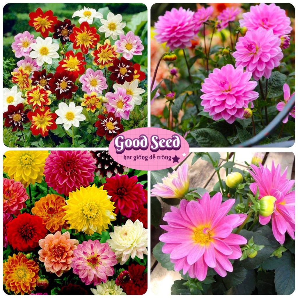⚡️✨Giống Tốt✨ HẠT GIỐNG HOA THƯỢC DƯỢC MIX NẢY MẦM 100% GÓI 50 HẠT