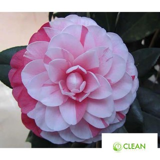 Hạt giống hoa Trà My - 5 hạt