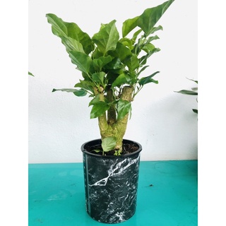 Cây hạnh phúc - Cây cảnh để bàn