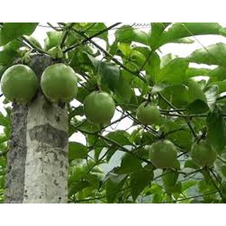 HẠT GIỐNG CÂY CHANH LEO 20 HẠT