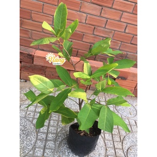 Cây Mận Đỏ Thongsamsri (ảnh thật)