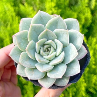 Sen đá liên đài trắng 5-7cm - Vườn sen đá