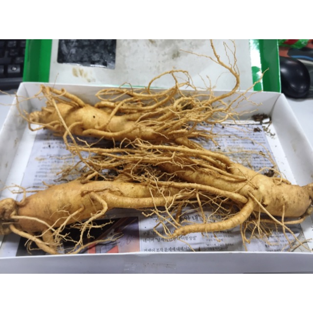 Sâm tươi Hàn Quốc 6 năm tuổi .