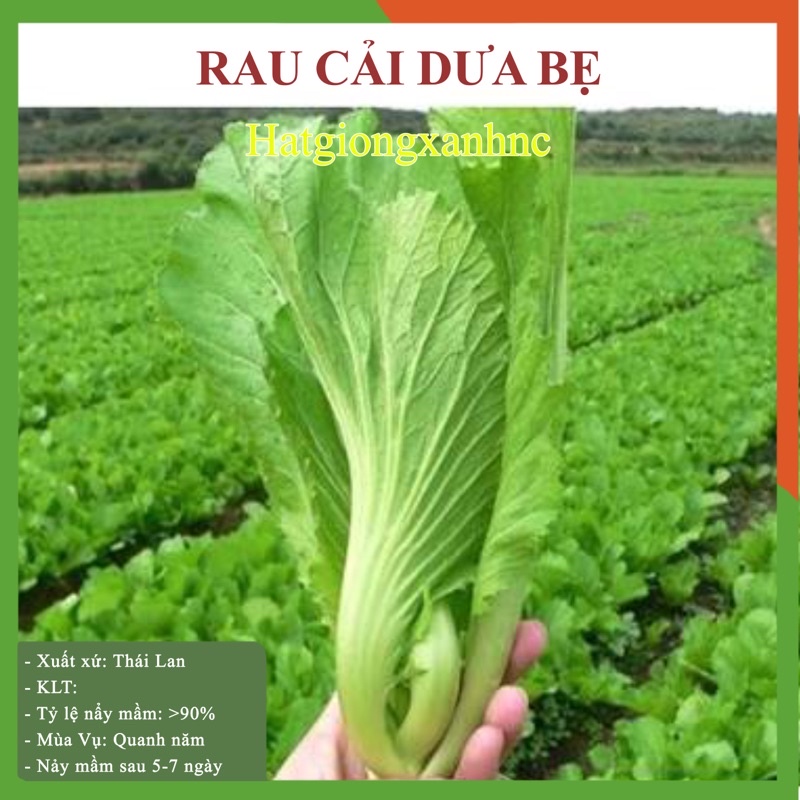Hạt giống rau cải bẹ dưa (cải rau dưa), gói 10gram, Rau củ quả trồng ban công, sân thượng, thùng xốp.