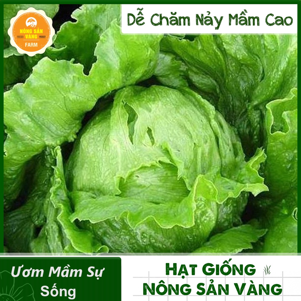 Hạt giống Xà Lách Mỹ Minetto ( Gói 2 Gram ) - Nông Sản Vàng