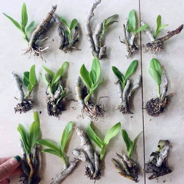 Trầm tím thân nù lá nhựa