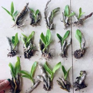 Trầm tím thân nù lá nhựa