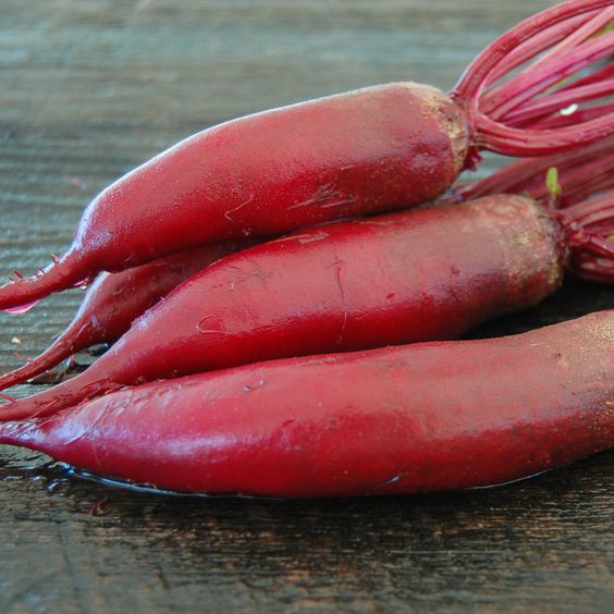 Hạt giống củ cải đỏ dài