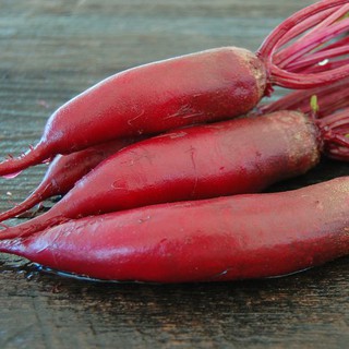 Hạt giống củ cải đỏ dài