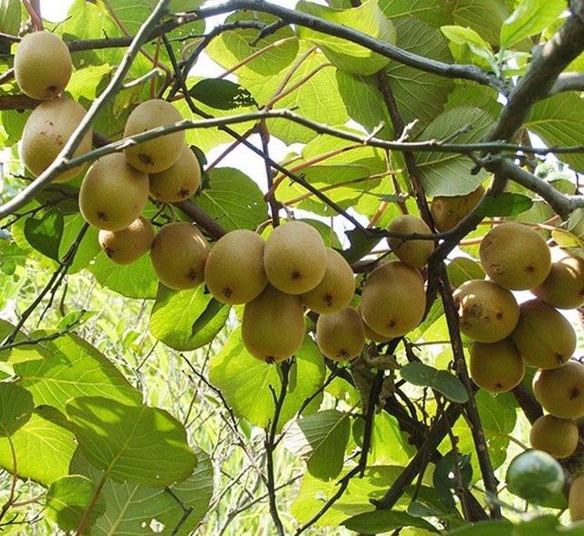 Hạt giống Kiwi