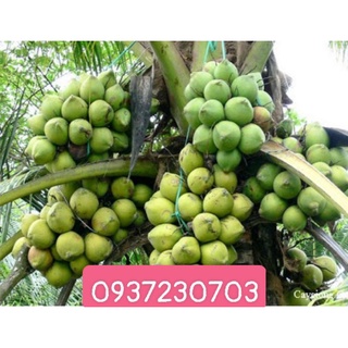 dùa xiêm trà vinh