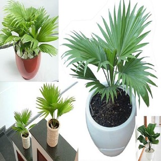 CÂY CỌ GIỐNG CÂY KINH TẾ CAO