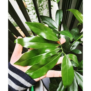 Philodendron Goeldii