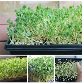Hạt giống mầm đậu hà lan