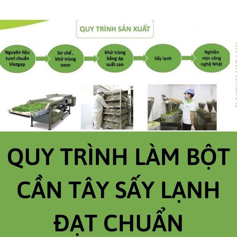 Bột cần tây sấy lạnh nguyên chất 100% Organic hộp 500g